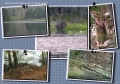 beavers, scotland, aigas, wild-02